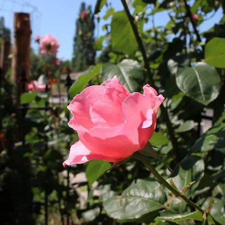 Penzion Flowers 4*