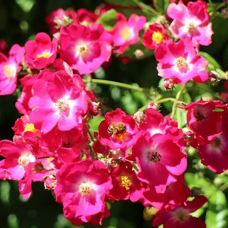 Flowers Gasthof *