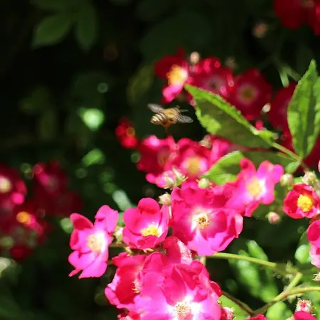 Flowers Gasthof Nessebar