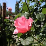 Vendégház Flowers 4*