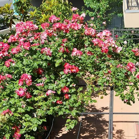 Flowers 4* 네세부르