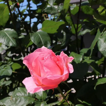 Flowers Guest house
