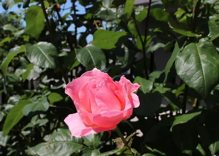 Flowers Maison d'hôtes