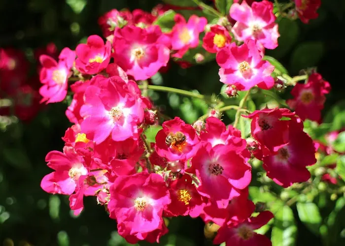 Flowers Maison d'hôtes 4*