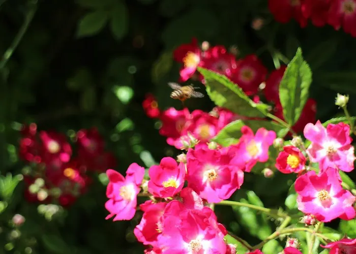 Flowers Maison d'hôtes Nessebar